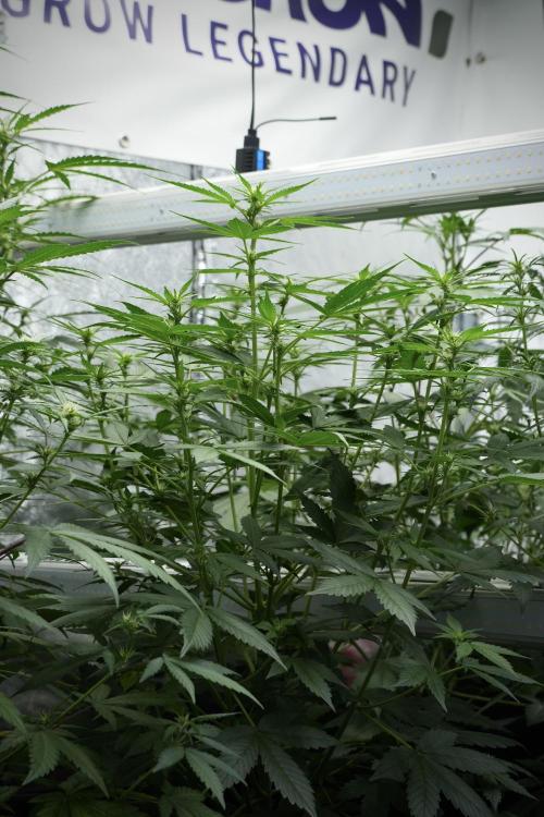 Frosted Guava Auto By Zamnesia Pheno A. Week 5 - Frosted Guava Auto  plant A