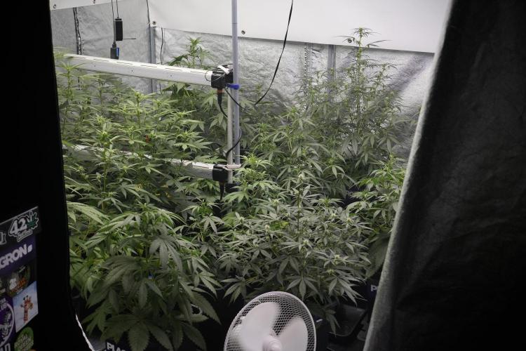 Frosted Guava Auto By Zamnesia Pheno A. Week 5 - Room and vibes 
