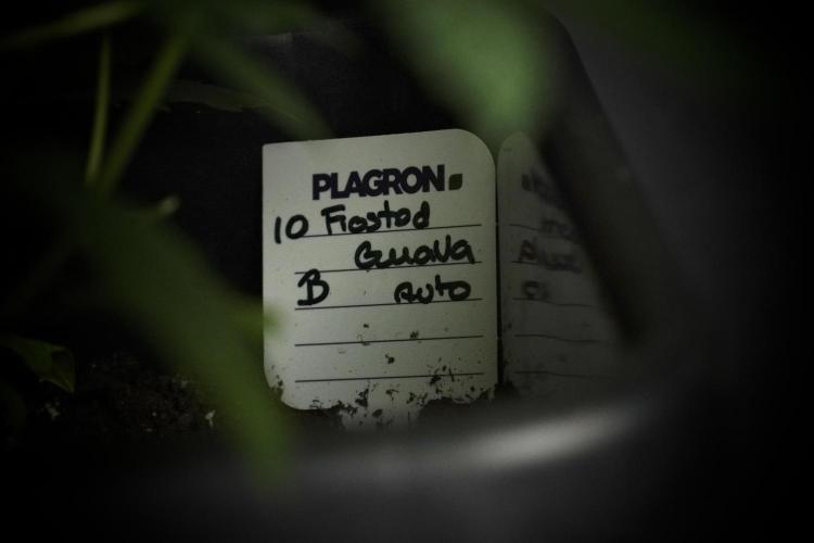 Pheno B Frosted Guava Auto By Zamnesia. Week 5 - Frosted Guava Auto Plat B