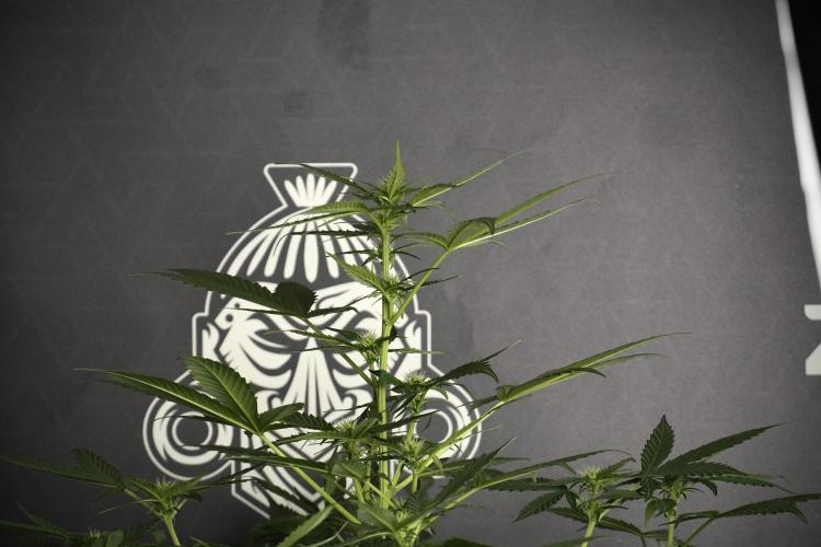 Pheno B Frosted Guava Auto By Zamnesia. Week 5 - Frosted Guava Auto Plat B