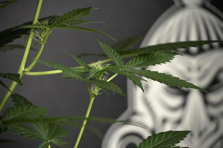 Pheno B Frosted Guava Auto By Zamnesia. Week 5 - Frosted Guava Auto Plat B