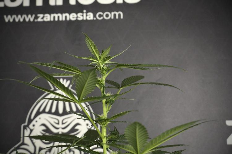 Pheno B Frosted Guava Auto By Zamnesia. Week 5 - Frosted Guava Auto Plat B
