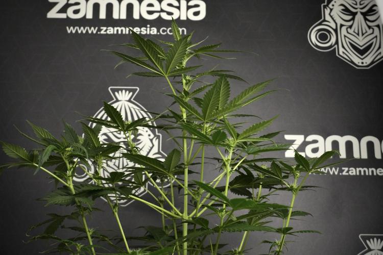 Pheno B Frosted Guava Auto By Zamnesia. Week 5 - Frosted Guava Auto Plat B