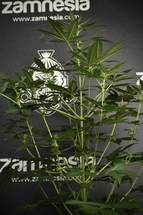 Pheno B Frosted Guava Auto By Zamnesia. Week 5 - Frosted Guava Auto Plat B