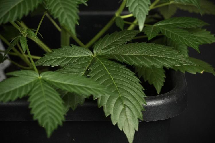 Pheno B Frosted Guava Auto By Zamnesia. Week 5 - Frosted Guava Auto Plat B