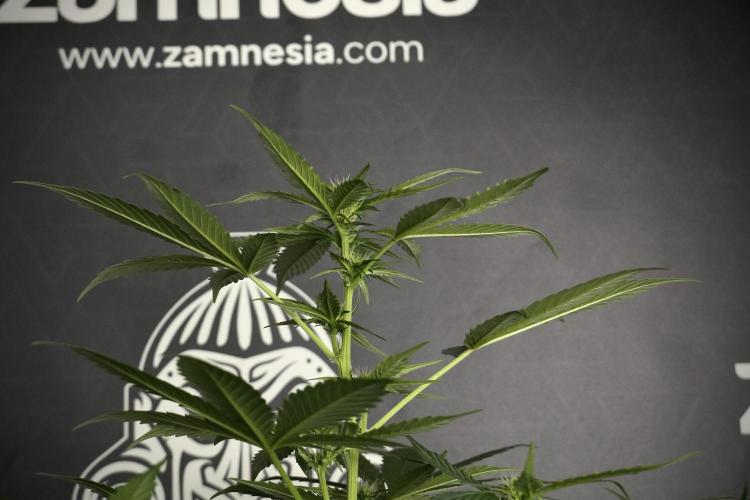 Pheno B Frosted Guava Auto By Zamnesia. Week 5 - Frosted Guava Auto Plat B