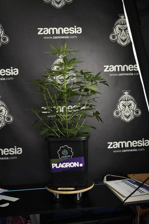 Pheno B Frosted Guava Auto By Zamnesia. Week 5 - Frosted Guava Auto Plat B