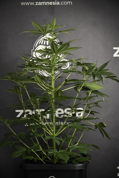 Pheno B Frosted Guava Auto By Zamnesia. Week 5 - Frosted Guava Auto Plat B