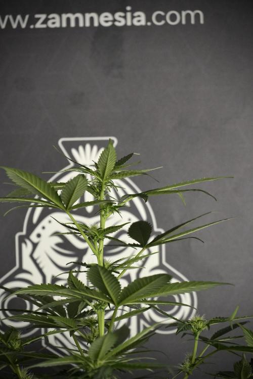 Pheno B Frosted Guava Auto By Zamnesia. Week 5 - Frosted Guava Auto Plat B