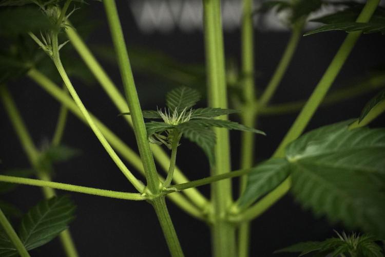 Pheno B Frosted Guava Auto By Zamnesia. Week 5 - Frosted Guava Auto Plat B