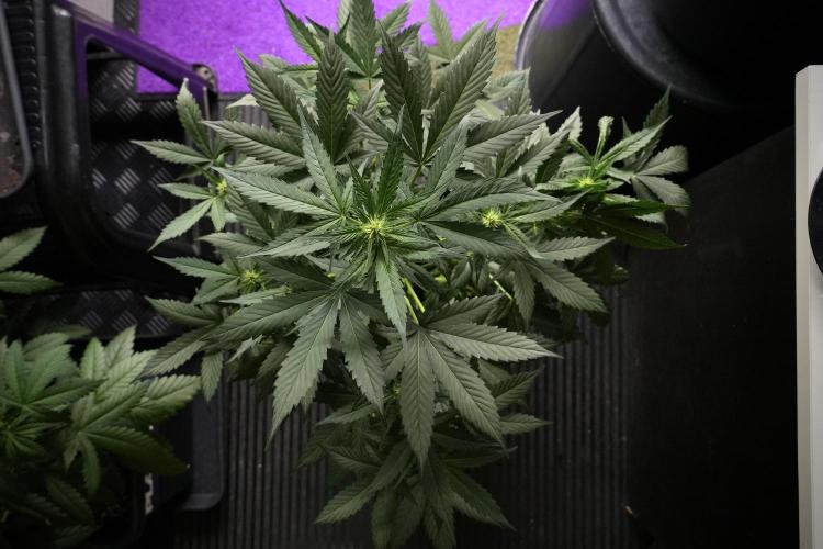 Pheno B Frosted Guava Auto By Zamnesia. Week 5 - Frosted Guava Auto Plat B