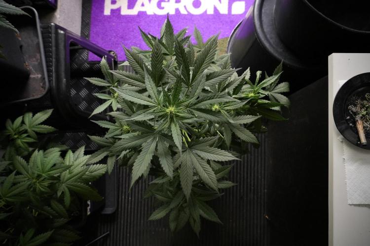 Pheno B Frosted Guava Auto By Zamnesia. Week 5 - Frosted Guava Auto Plat B