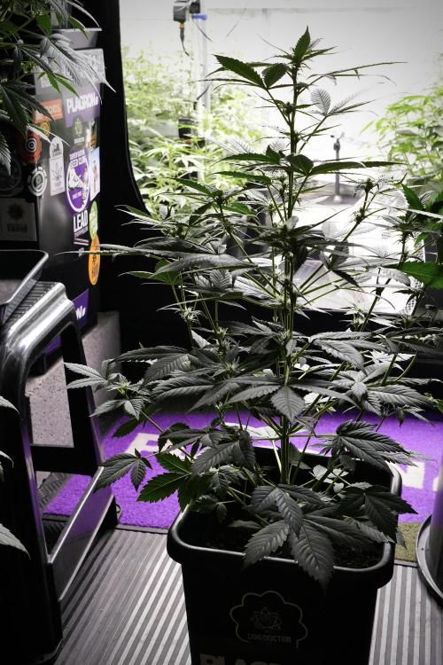 Pheno B Frosted Guava Auto By Zamnesia. Week 5 - Frosted Guava Auto Plat B