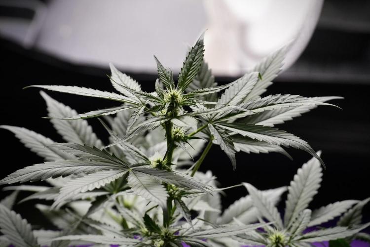 Pheno B Frosted Guava Auto By Zamnesia. Week 5 - Frosted Guava Auto Plat B