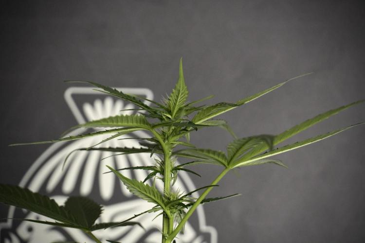 Pheno B Frosted Guava Auto By Zamnesia. Week 5 - Frosted Guava Auto Plat B