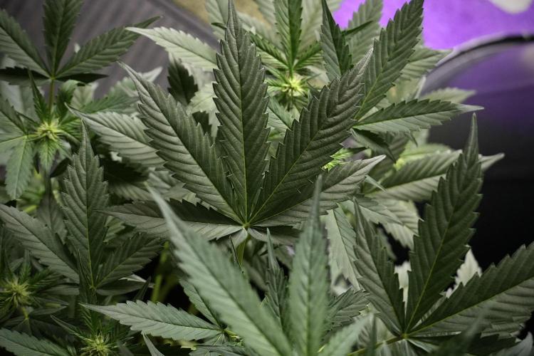 Pheno B Frosted Guava Auto By Zamnesia. Week 5 - Frosted Guava Auto Plat B