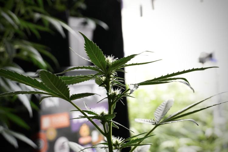 Pheno B Frosted Guava Auto By Zamnesia. Week 5 - Frosted Guava Auto Plat B