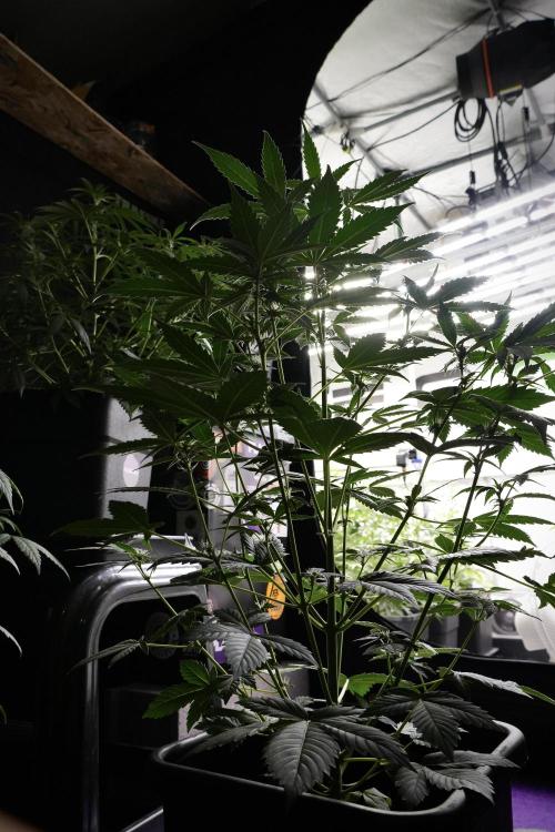 Pheno B Frosted Guava Auto By Zamnesia. Week 5 - Frosted Guava Auto Plat B