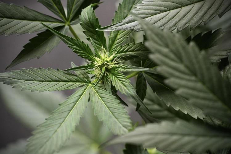 Pheno B Frosted Guava Auto By Zamnesia. Week 5 - Frosted Guava Auto Plat B