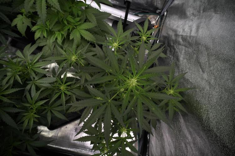 Pink Rosay Auto By Zamnesia Pheno A. Week 5 -  Pink Rosay Auto Pant A Bird view 