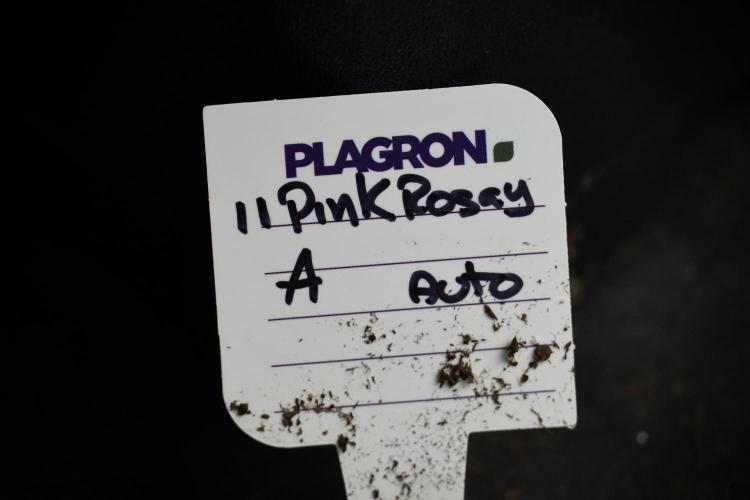 Pink Rosay Auto By Zamnesia Pheno A. Week 5 -  Pink Rosay Auto Pant A
