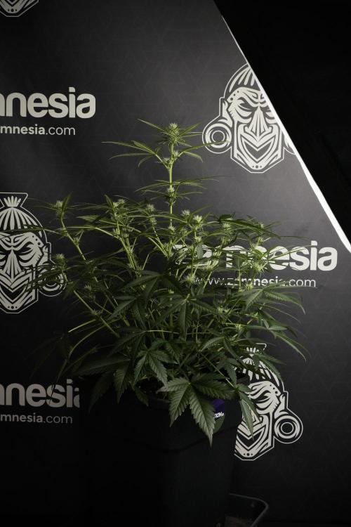 Pink Rosay Auto By Zamnesia Pheno A. Week 5 -  Pink Rosay Auto Pant A