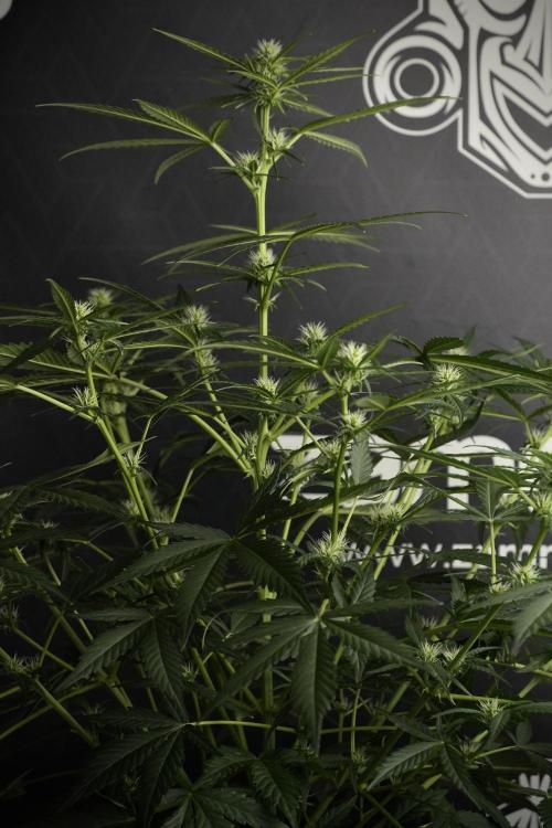 Pink Rosay Auto By Zamnesia Pheno A. Week 5 -  Pink Rosay Auto Pant A