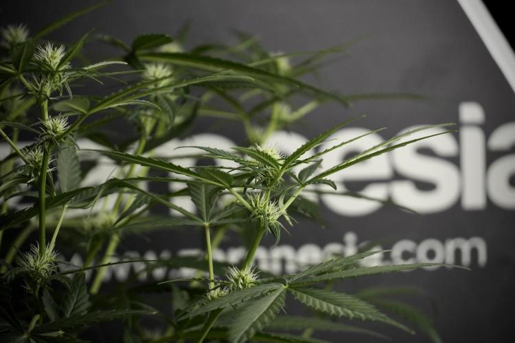 Pink Rosay Auto By Zamnesia Pheno A. Week 5 -  Pink Rosay Auto Pant A