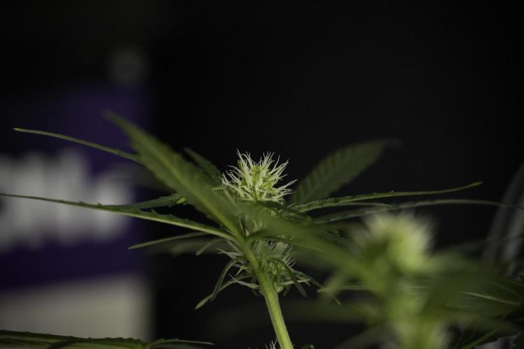Pink Rosay Auto By Zamnesia Pheno A. Week 5 -  Pink Rosay Auto Pant A