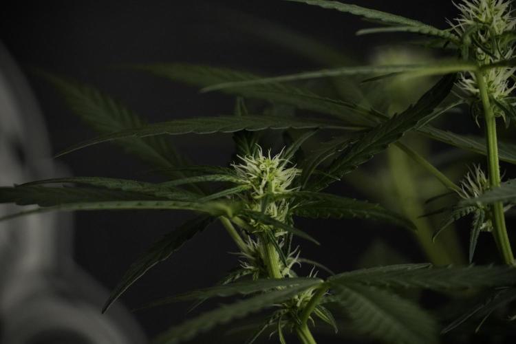 Pink Rosay Auto By Zamnesia Pheno A. Week 5 -  Pink Rosay Auto Pant A