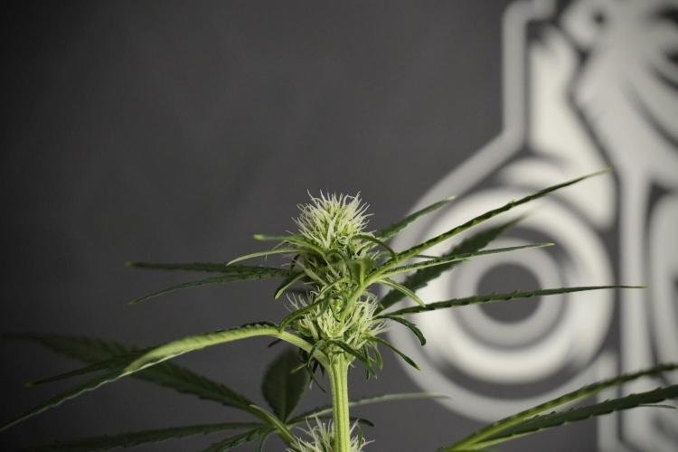 Pink Rosay Auto By Zamnesia Pheno A. Week 5 -  Pink Rosay Auto Pant A