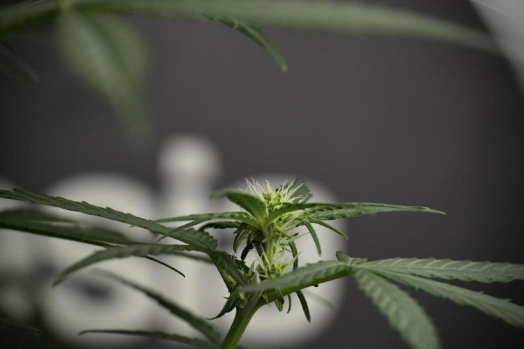 Pink Rosay Auto By Zamnesia Pheno A. Week 5 -  Pink Rosay Auto Pant A