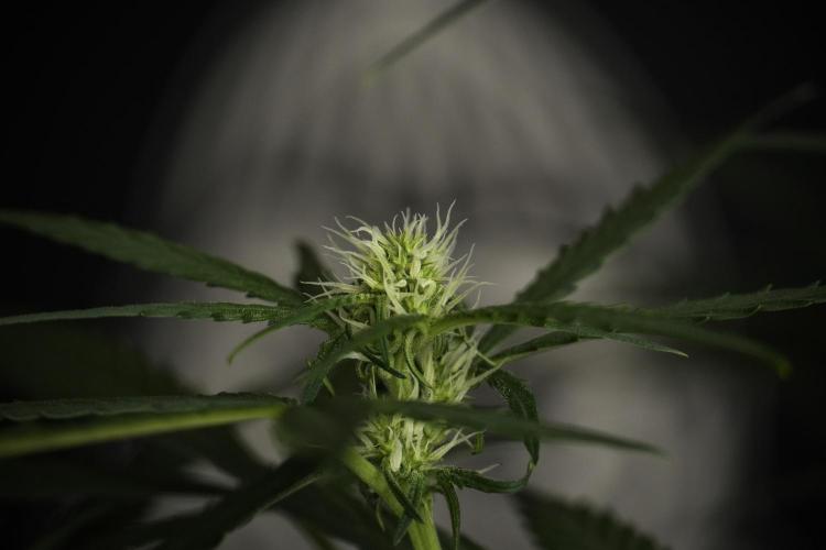 Pink Rosay Auto By Zamnesia Pheno A. Week 5 -  Pink Rosay Auto Pant A