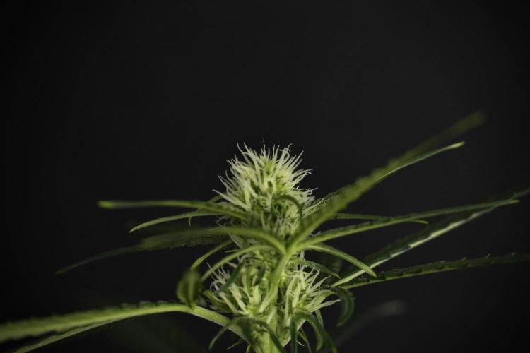 Pink Rosay Auto By Zamnesia Pheno A. Week 5 -  Pink Rosay Auto Pant A