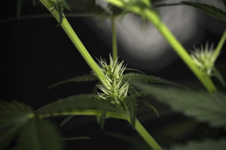 Pink Rosay Auto By Zamnesia Pheno A. Week 5 -  Pink Rosay Auto Pant A