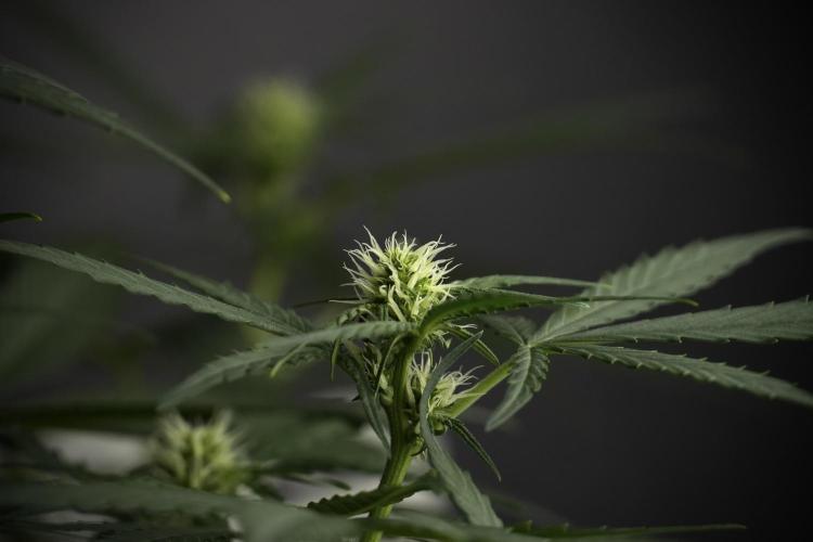 Pink Rosay Auto By Zamnesia Pheno A. Week 5 -  Pink Rosay Auto Pant A