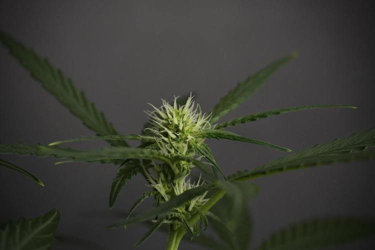 Pink Rosay Auto By Zamnesia Pheno A. Week 5 -  Pink Rosay Auto Pant A