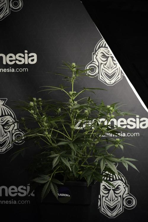 Pink Rosay Auto By Zamnesia Pheno A. Week 5 -  Pink Rosay Auto Pant A