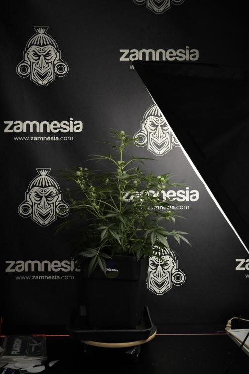 Pink Rosay Auto By Zamnesia Pheno A. Week 5 -  Pink Rosay Auto Pant A