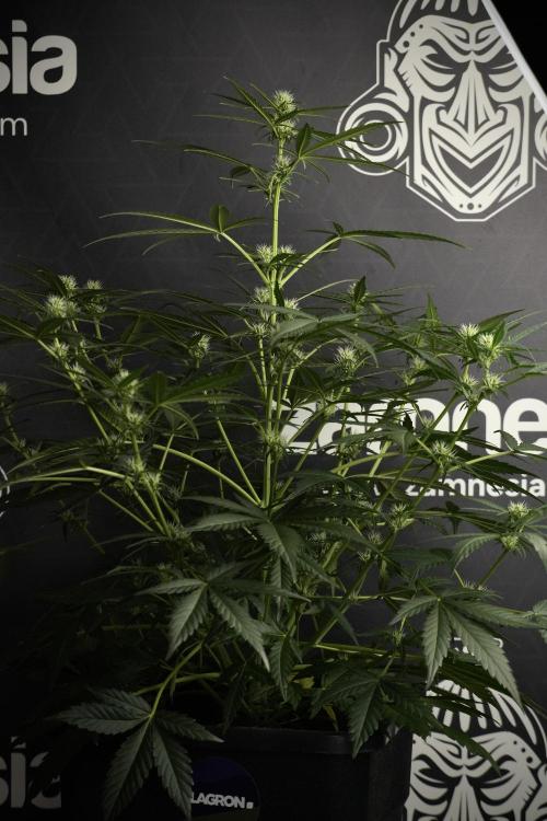 Pink Rosay Auto By Zamnesia Pheno A. Week 5 -  Pink Rosay Auto Pant A