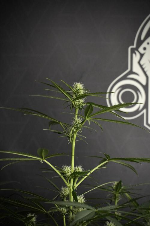 Pink Rosay Auto By Zamnesia Pheno A. Week 5 -  Pink Rosay Auto Pant A