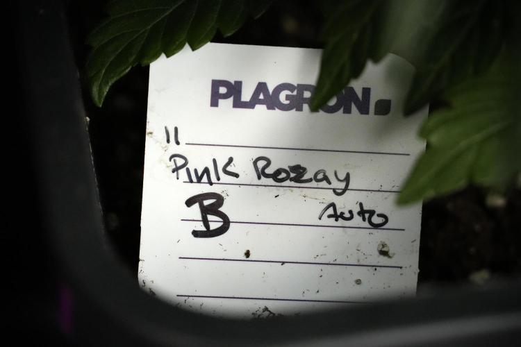 Pheno B Pink Rosay Auto By Zamnesia. Week 5 - Pink Rosay  Pheno B