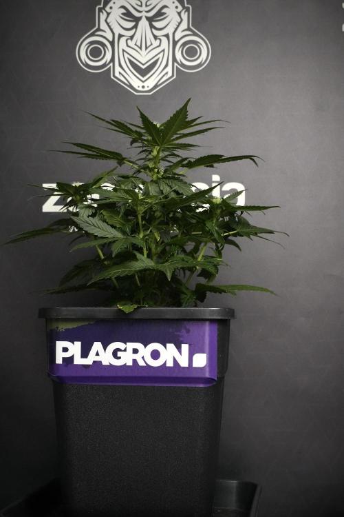 Pheno B Pink Rosay Auto By Zamnesia. Week 5 - Pink Rosay  Pheno B