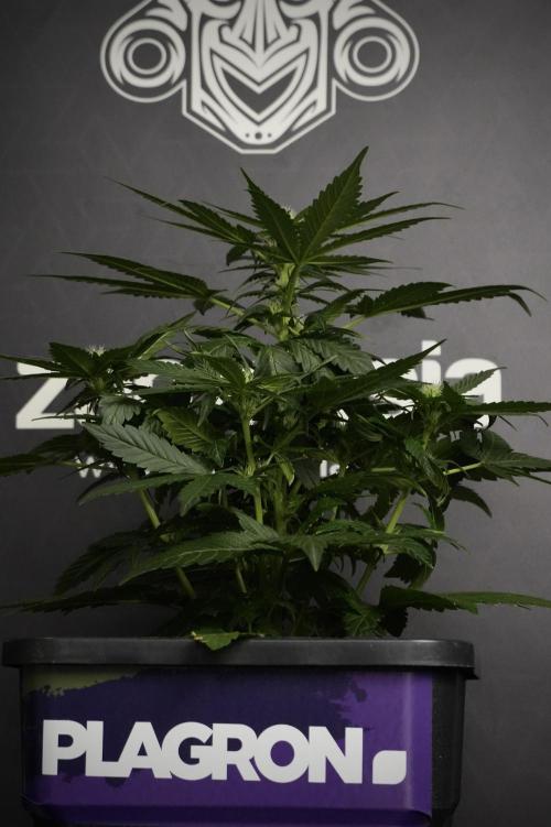 Pheno B Pink Rosay Auto By Zamnesia. Week 5 - Pink Rosay  Pheno B