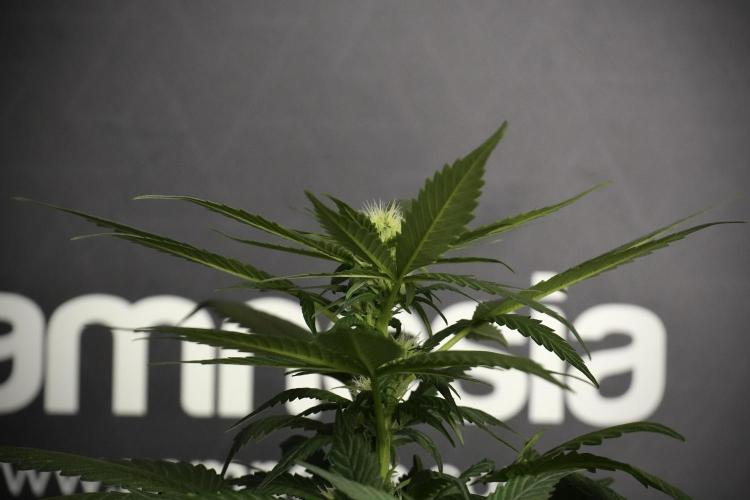 Pheno B Pink Rosay Auto By Zamnesia. Week 5 - Pink Rosay  Pheno B