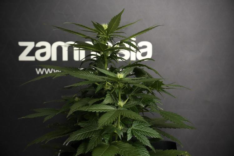 Pheno B Pink Rosay Auto By Zamnesia. Week 5 - Pink Rosay  Pheno B