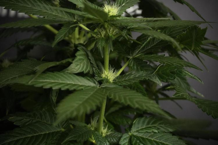 Pheno B Pink Rosay Auto By Zamnesia. Week 5 - Pink Rosay  Pheno B
