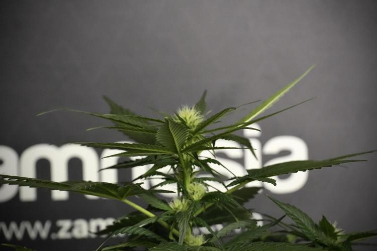 Pheno B Pink Rosay Auto By Zamnesia. Week 5 - Pink Rosay  Pheno B