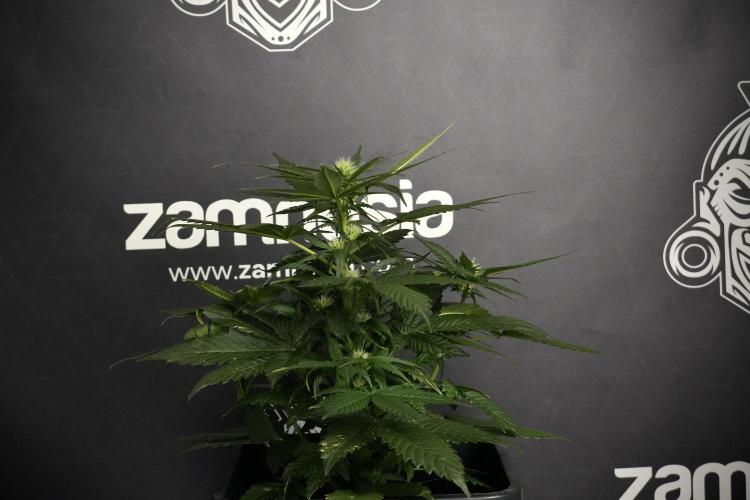 Pheno B Pink Rosay Auto By Zamnesia. Week 5 - Pink Rosay  Pheno B