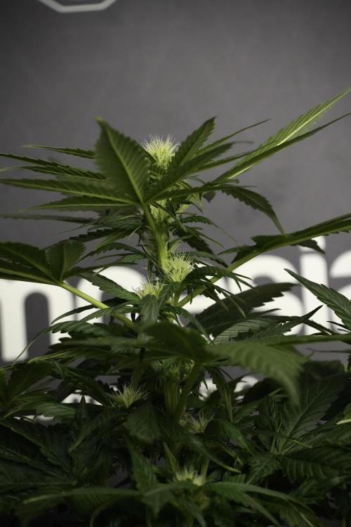 Pheno B Pink Rosay Auto By Zamnesia. Week 5 - Pink Rosay  Pheno B